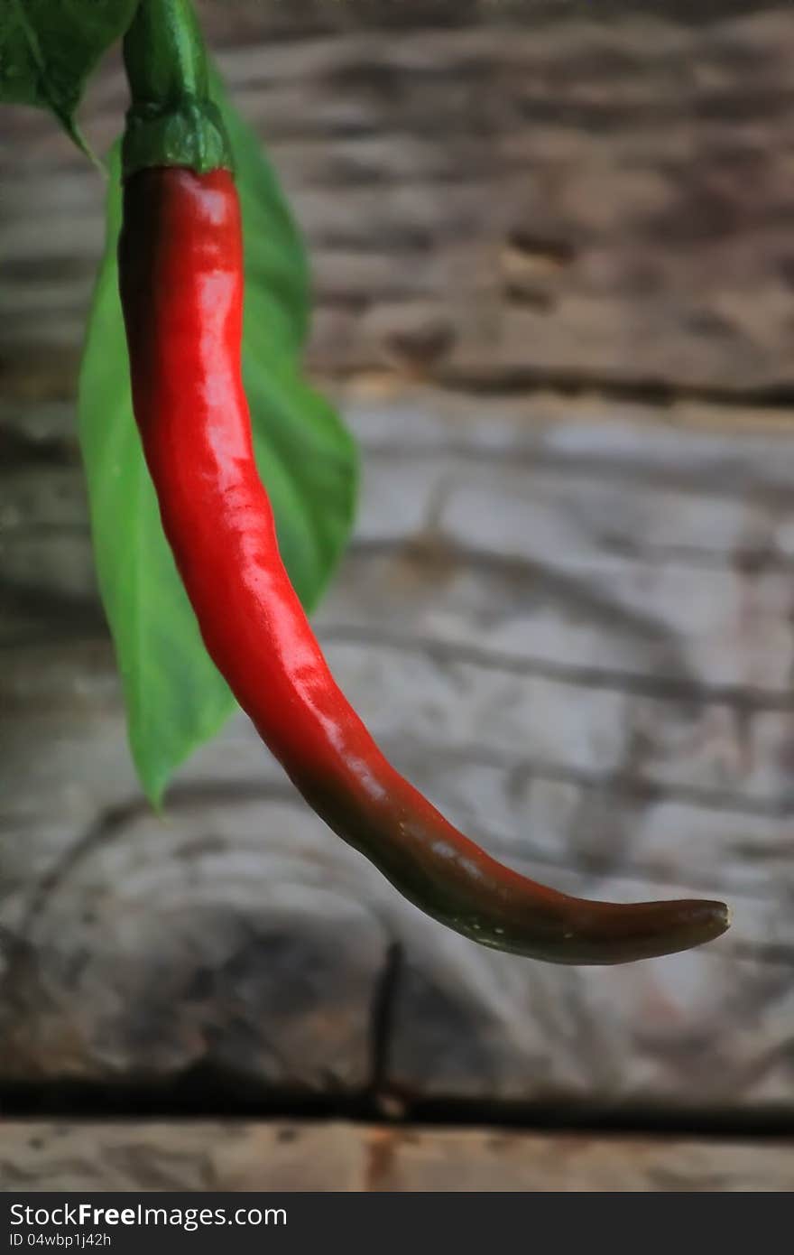 Chili pepper