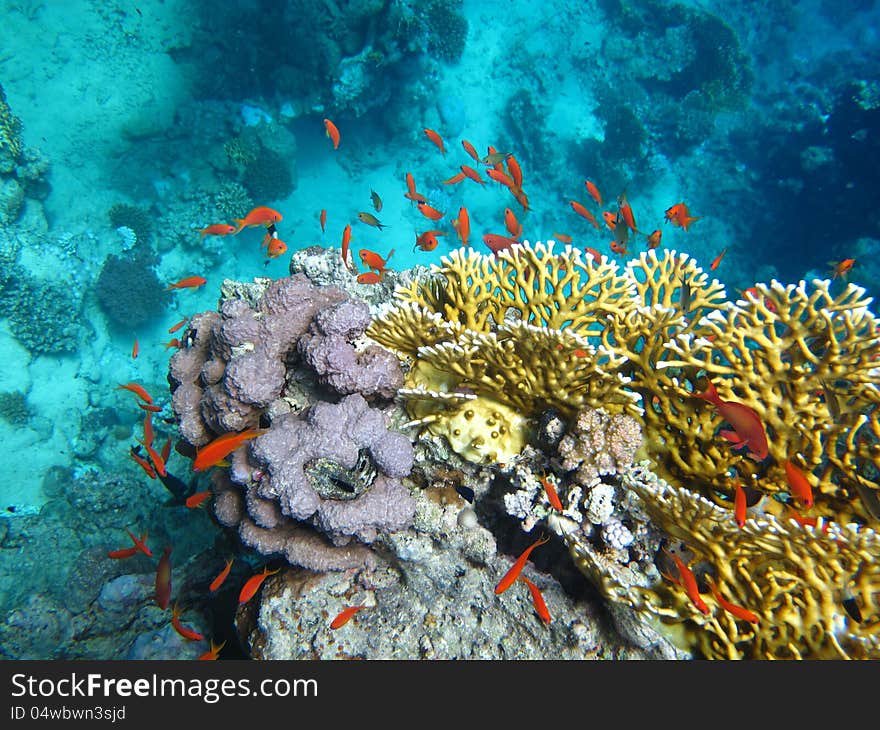 Red Fish In The Blue Water