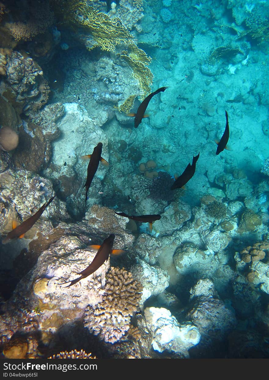 The shoal of fish is swimming near the coral.