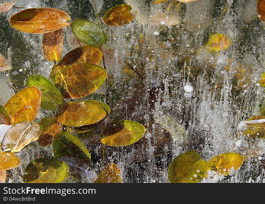 Leaves in ice