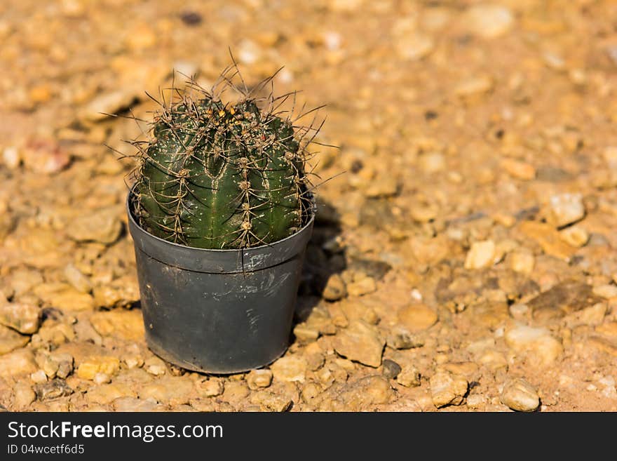 Cactus in pot on the ground