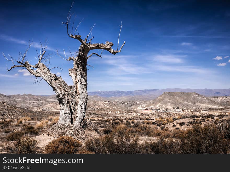 Parched tree in the desert landscape