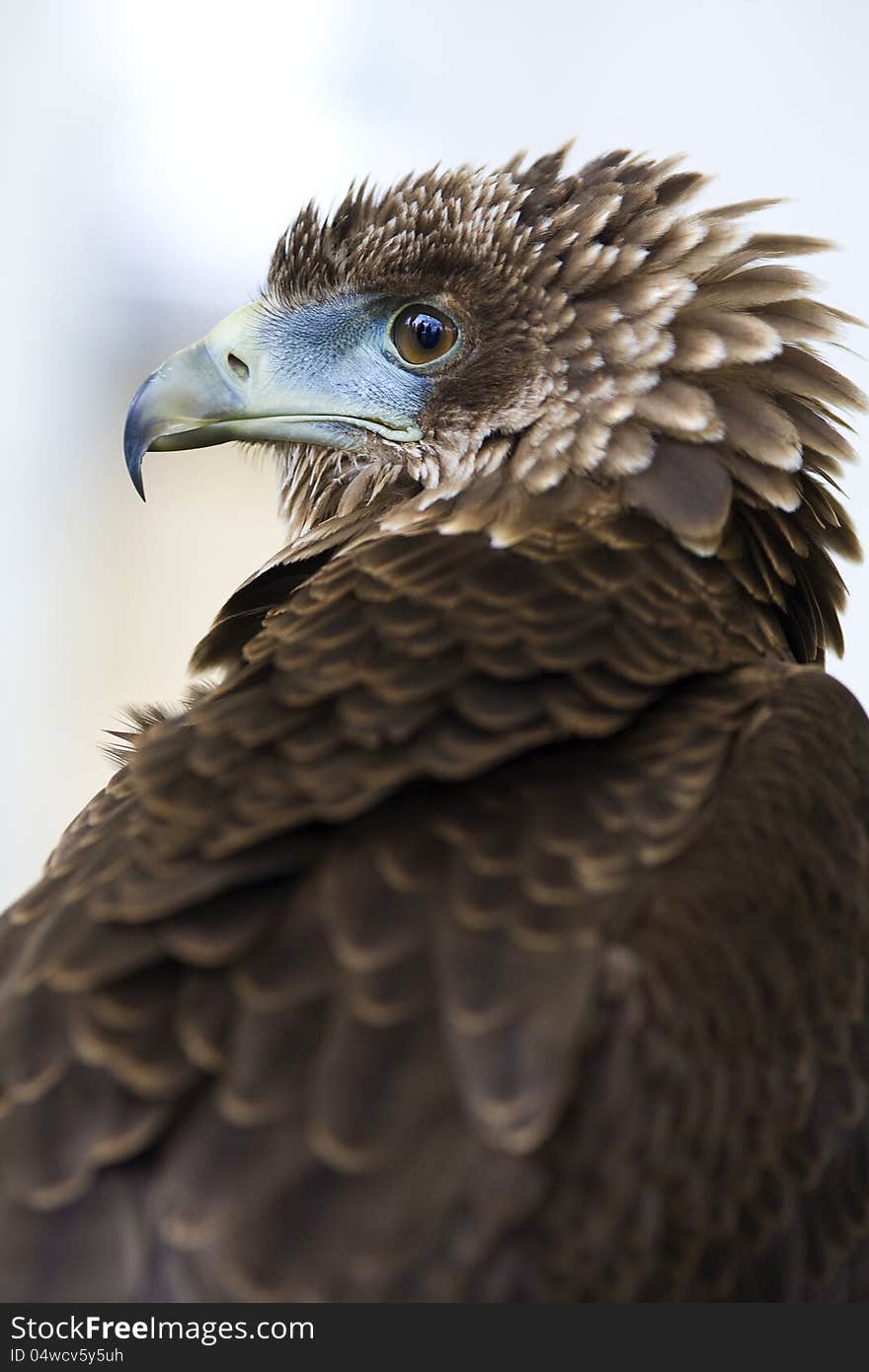 Head study of a brown bird of prey. Head study of a brown bird of prey