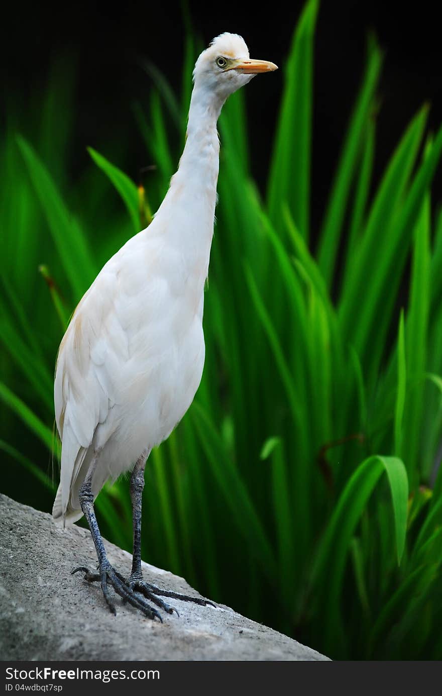 A white bird at a bird park in Kuala Lumpur, Malaysia