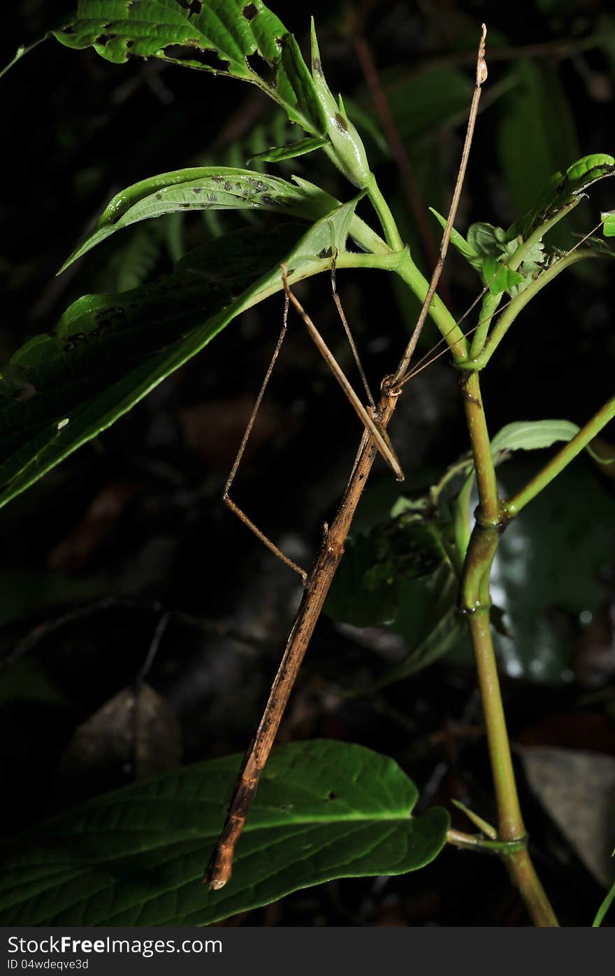 Stick insect found at Fraser Hill, Pahang, Malaysia