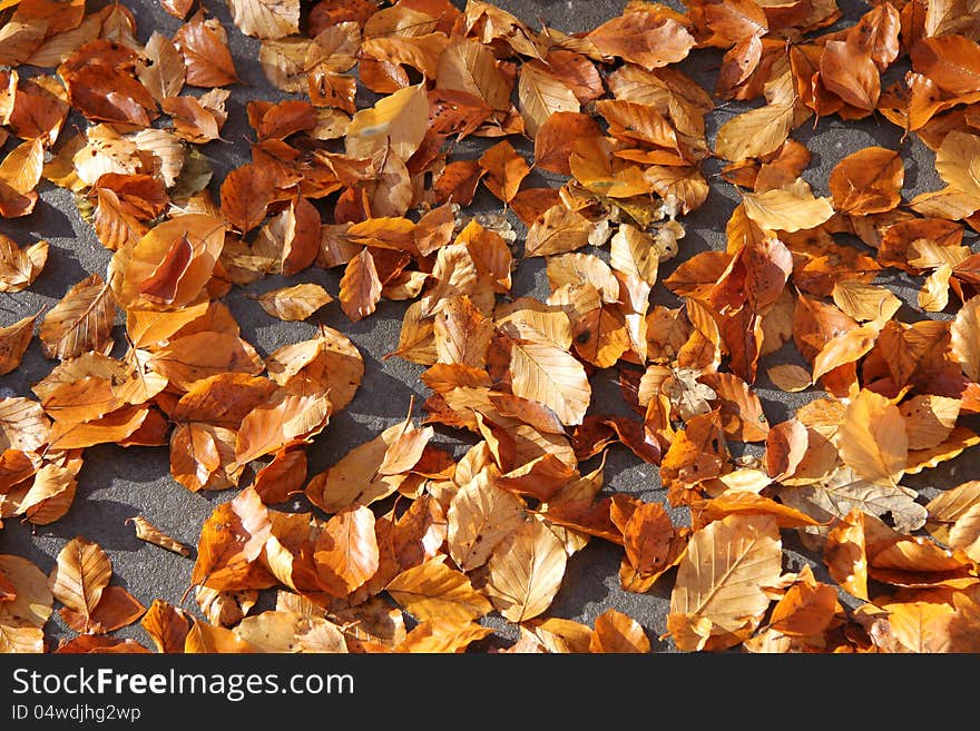 Fall foliage in different shades of brown on a concrete surface