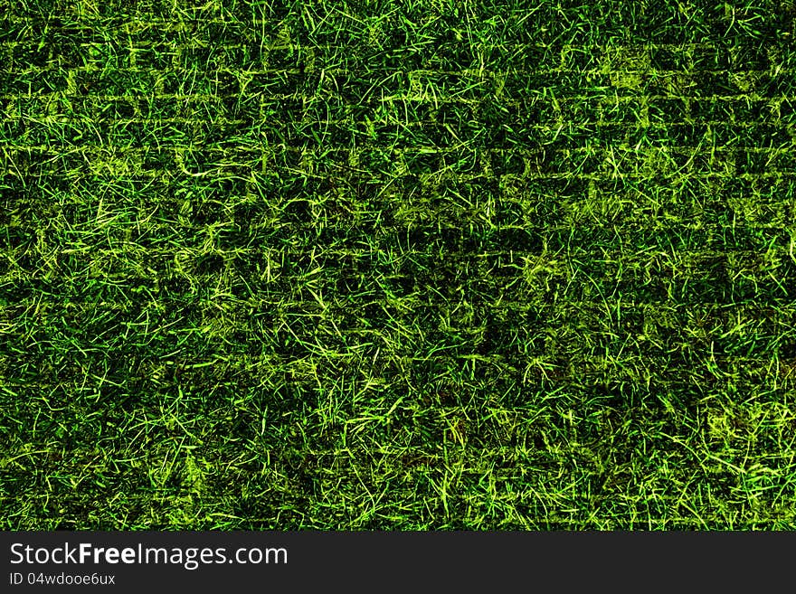 Green grass texture