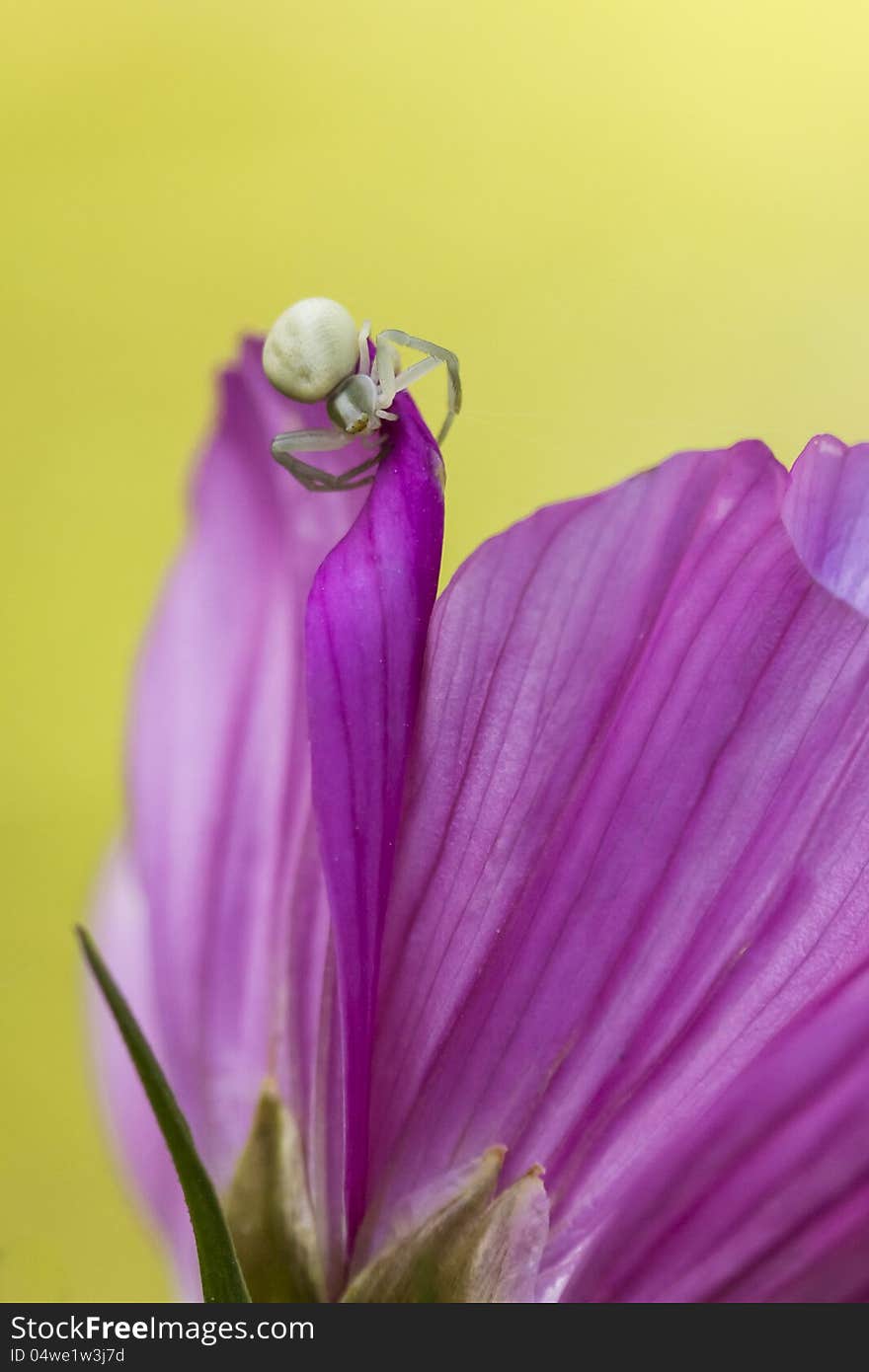 Tiny Spider On A Flower