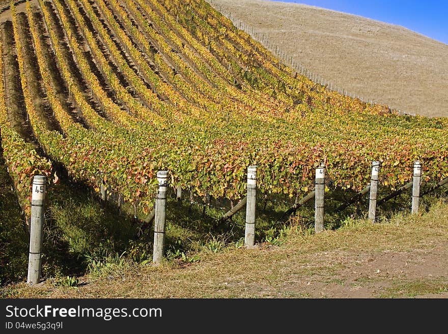 Autumn vineyard picturesque landscape.