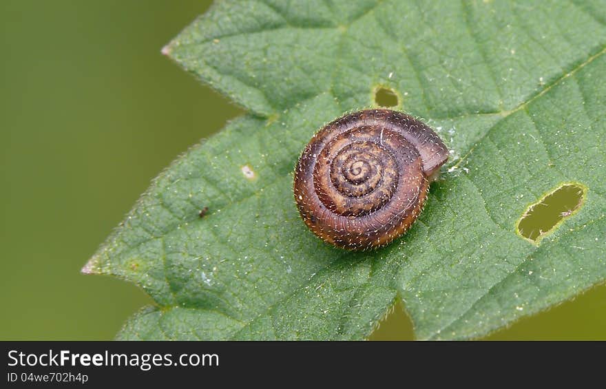 German hairy snail ona nettle leaf.