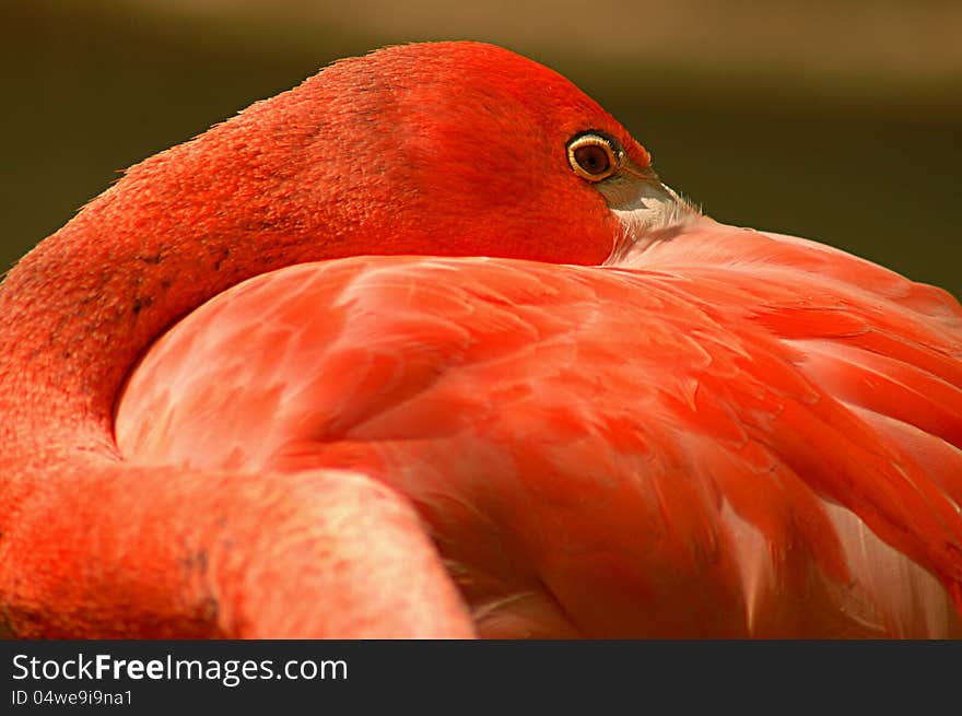 Color profile photo of flamingo with folded neck.