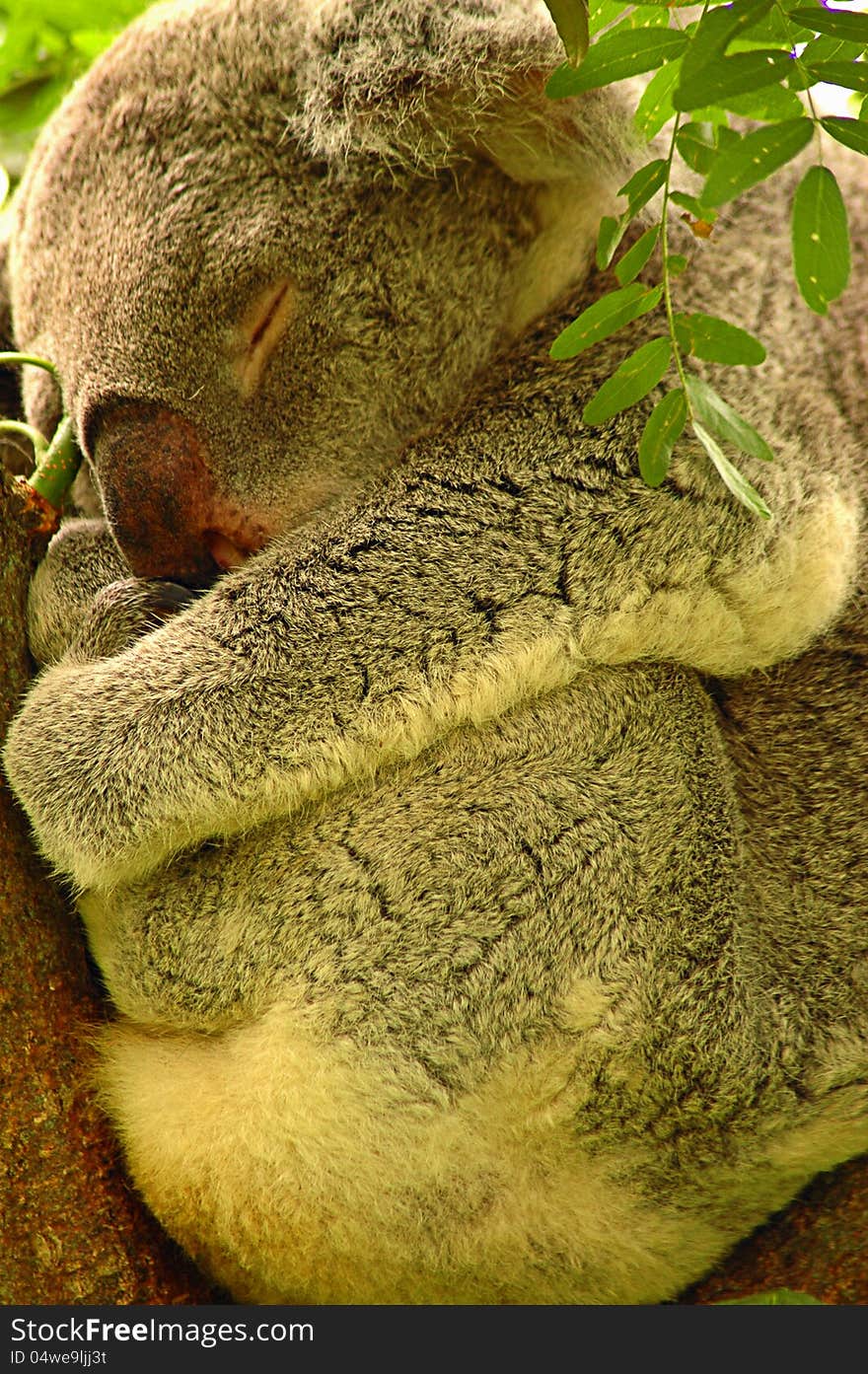 Color photo of koala nestled and sleeping in eucalyptus tree.