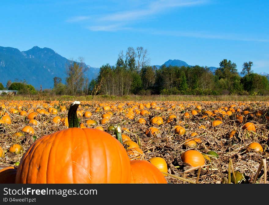 A field of pumpkins ready for harvest. A field of pumpkins ready for harvest