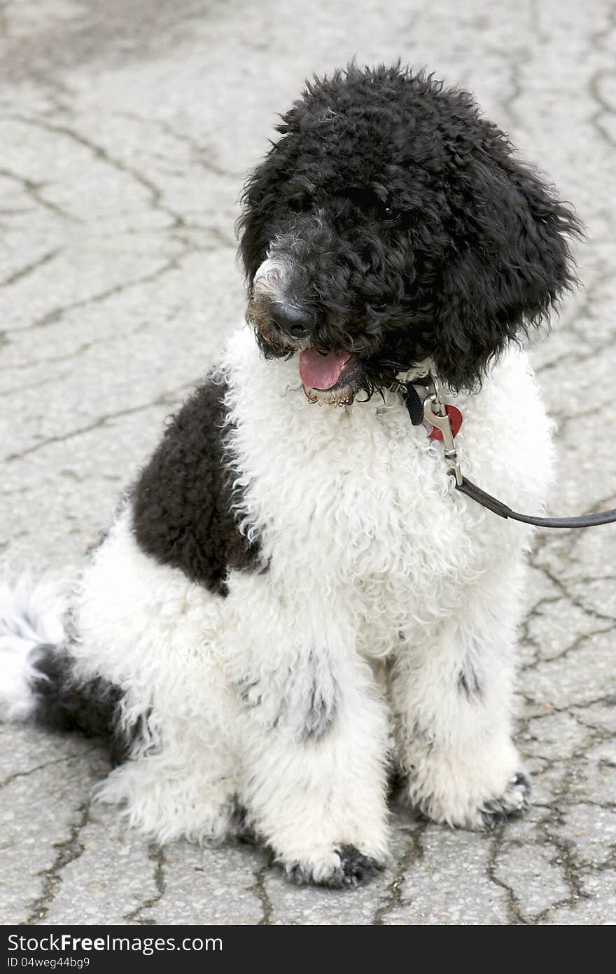 Black and White Standard Poodle Puppy