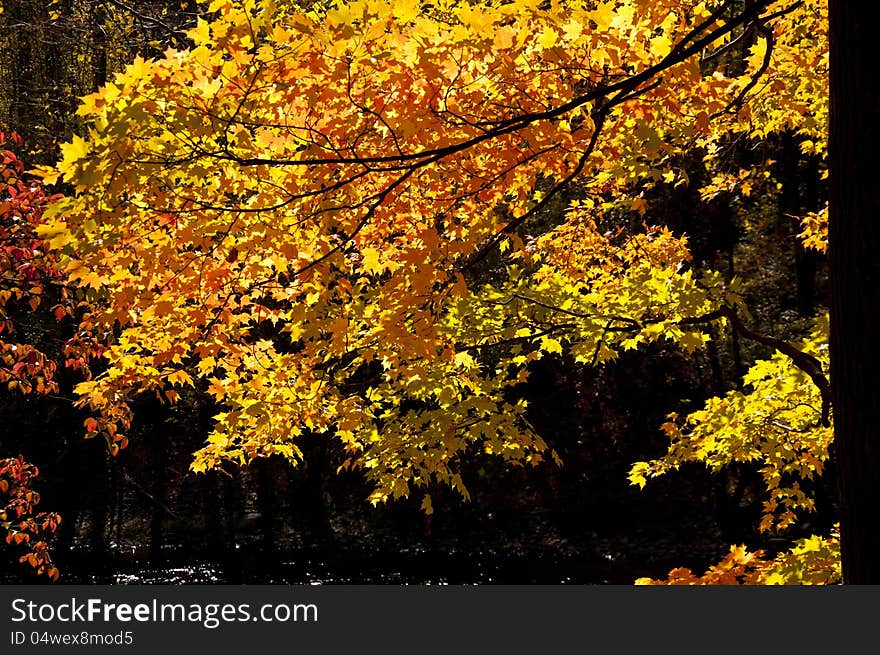 Fall leaves hang on a black background. Fall leaves hang on a black background.