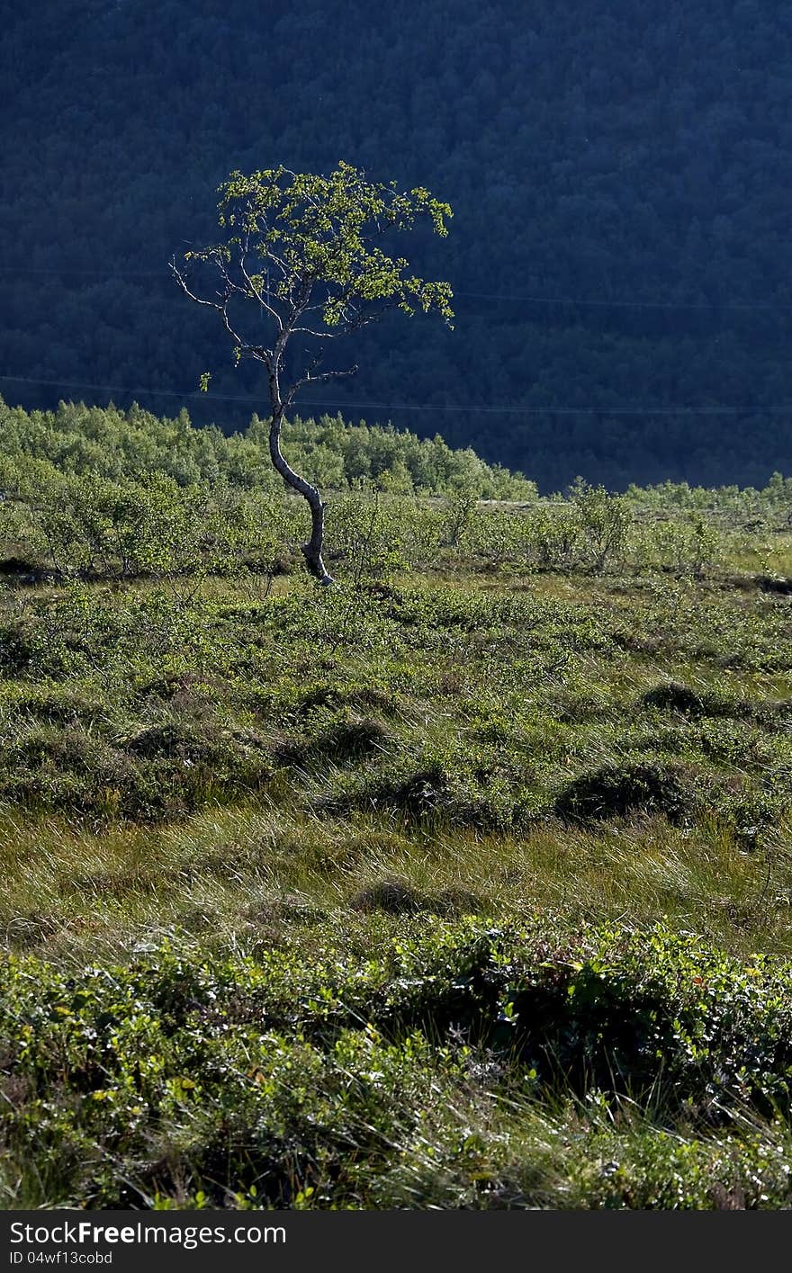 Meadow with trees and plants in outdoor scene. Meadow with trees and plants in outdoor scene