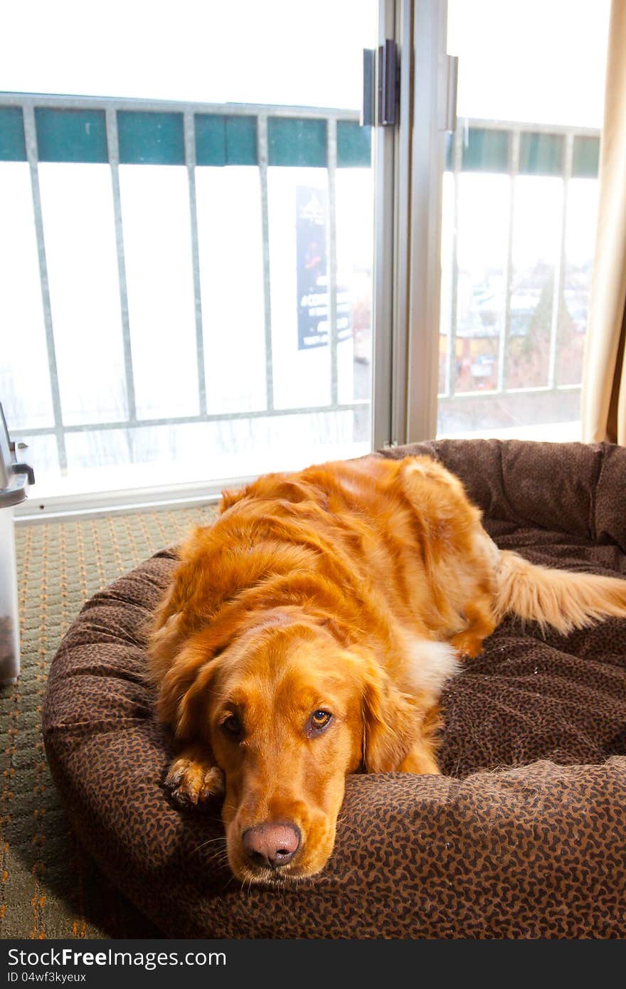 Golden Retriever on Bed