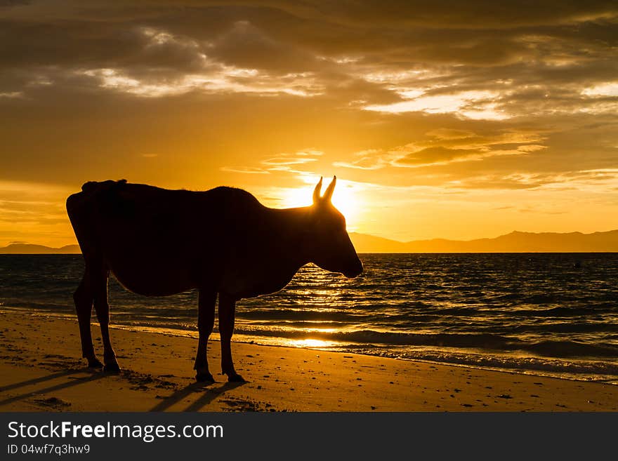 Cows On The Beach