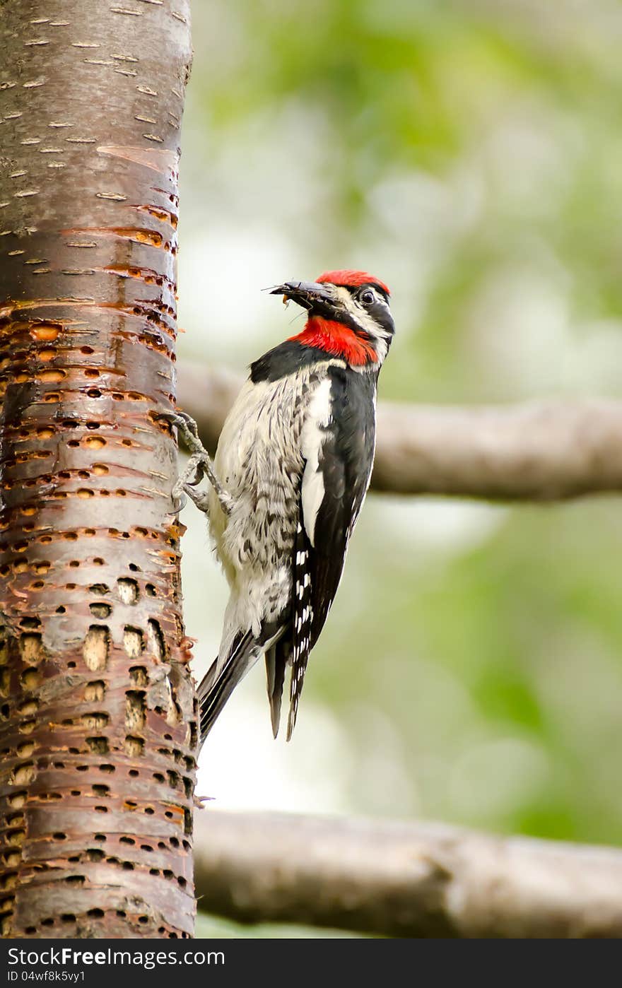 WoodPecker