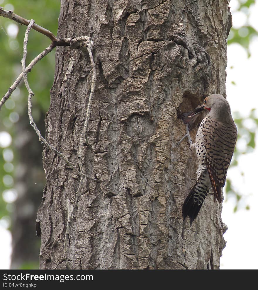 NorthernFlicker taken at okotoks alberta canada