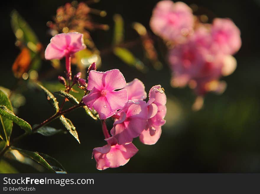 A blossoming flower a phlox in a summer garden. A blossoming flower a phlox in a summer garden.