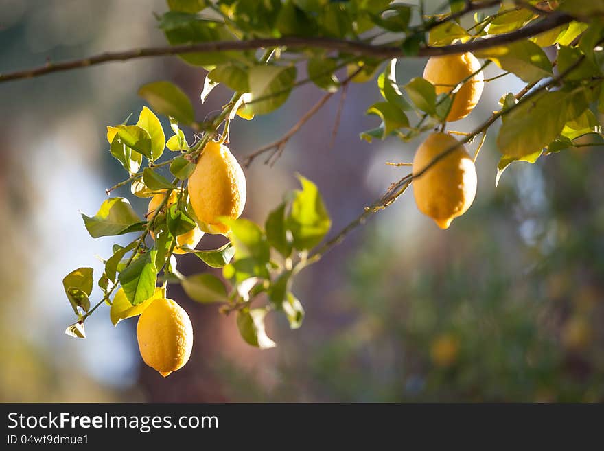 Lemon tree close-up