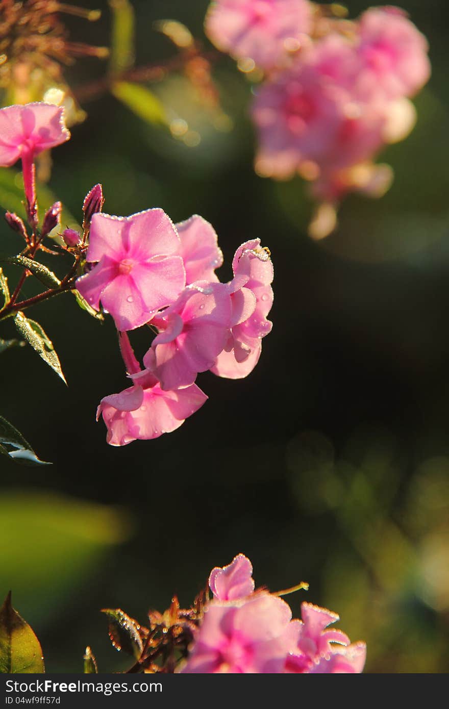 A blossoming flower a phlox in a summer garden. A blossoming flower a phlox in a summer garden.