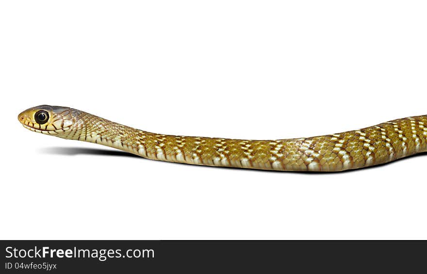 Closeup snake don't have poison, Isolated on white with clipping path. Closeup snake don't have poison, Isolated on white with clipping path