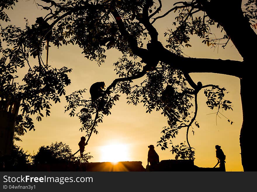 Silhouette monkey jumping on tree. Silhouette monkey jumping on tree