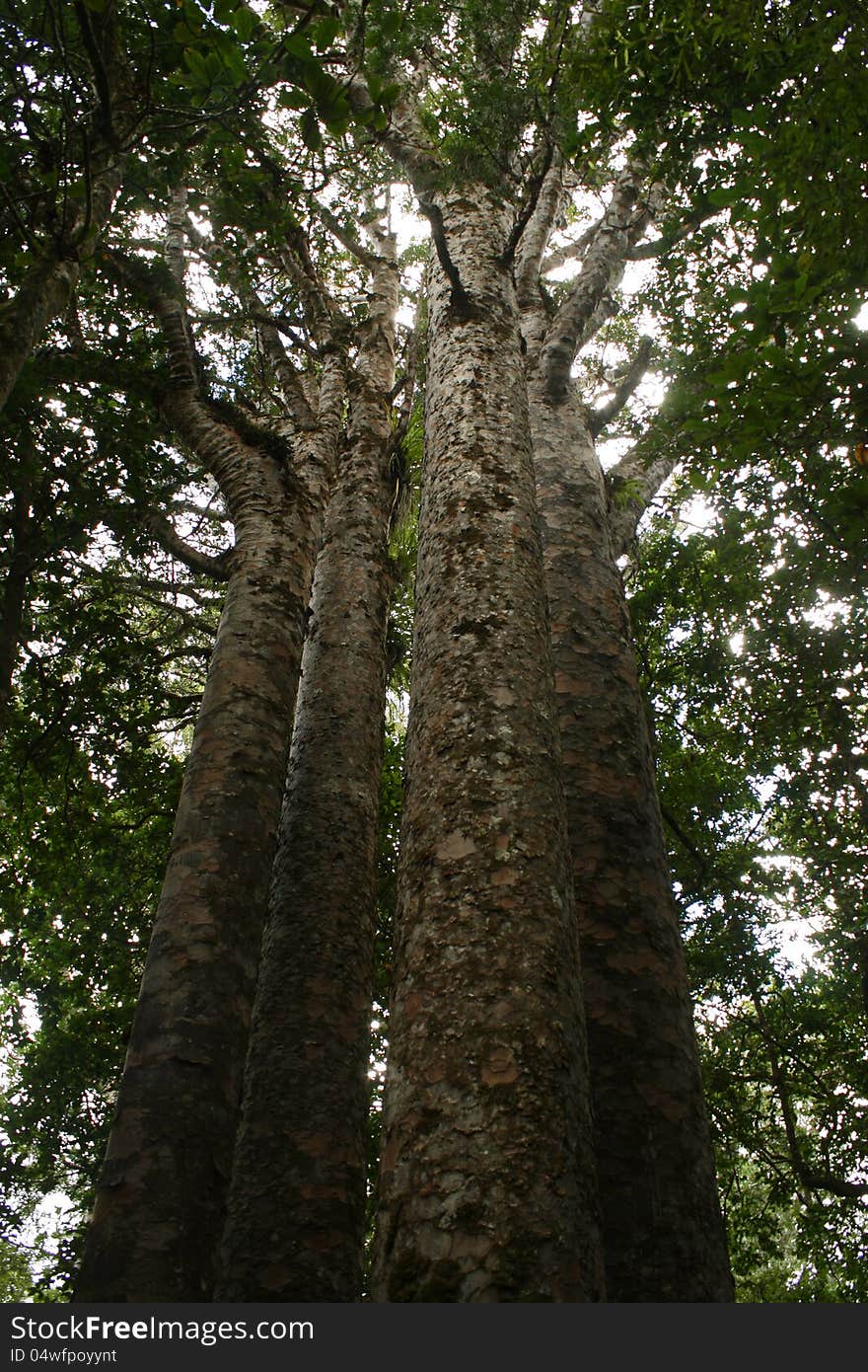 5 Sisters Kauri Trees