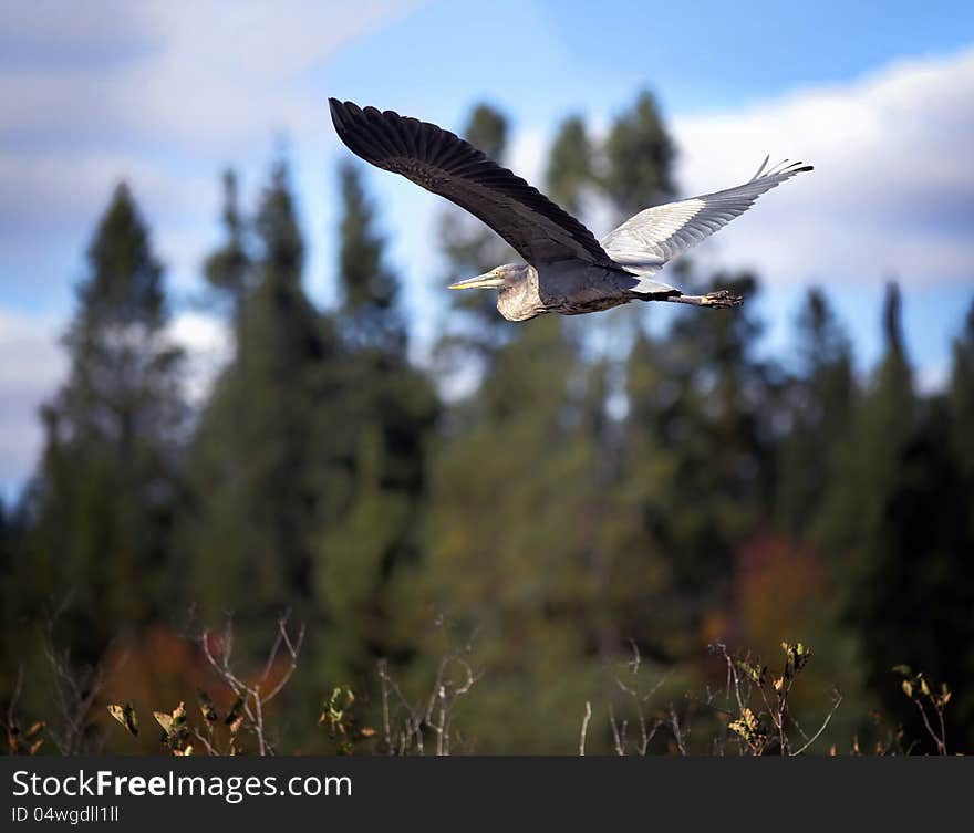 A flying blue heron. A flying blue heron.