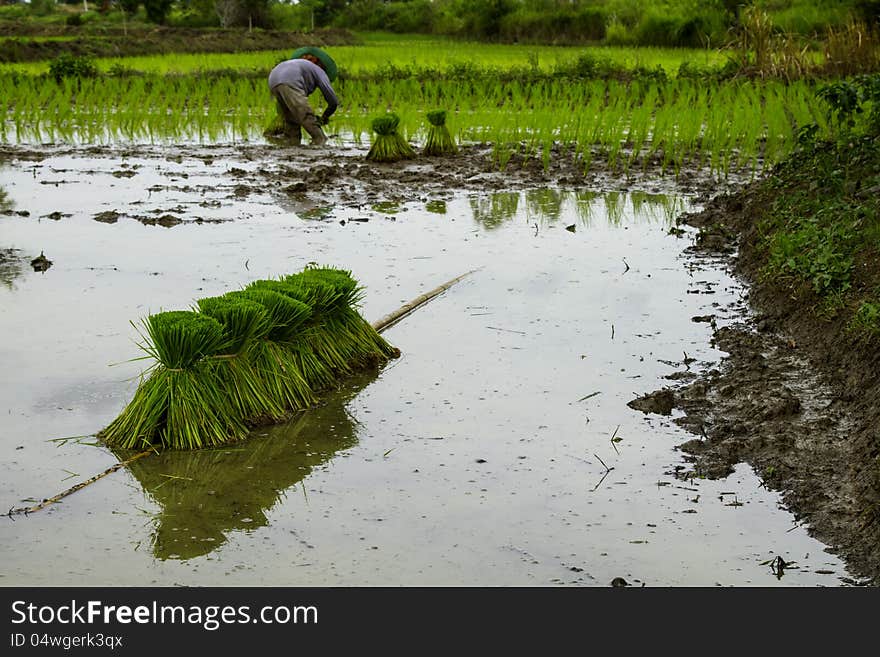 Paddy Field