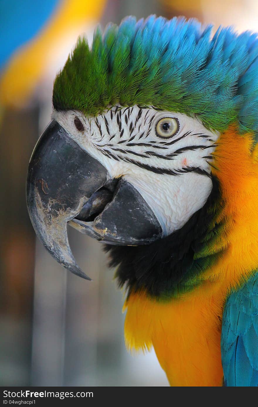 Closeup of the parrot head