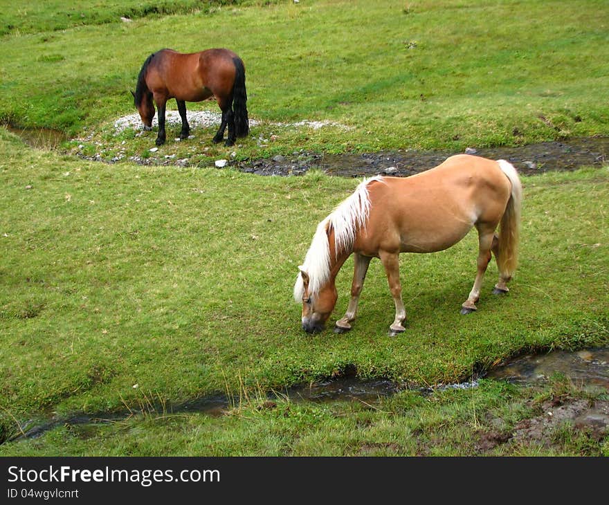 Grazing wild horses at the Alps, Hohe Tauren National Park, Austria