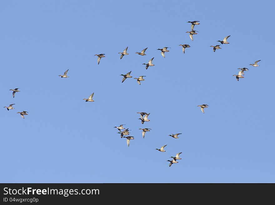 Large flock of wild Mallards in North Dakota. Large flock of wild Mallards in North Dakota