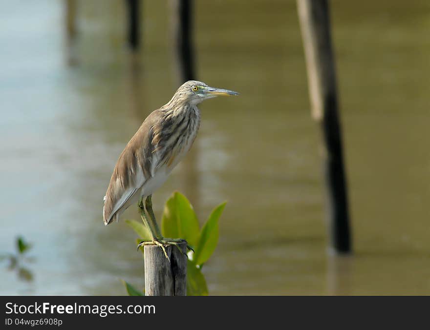 Chinese Pond Heron