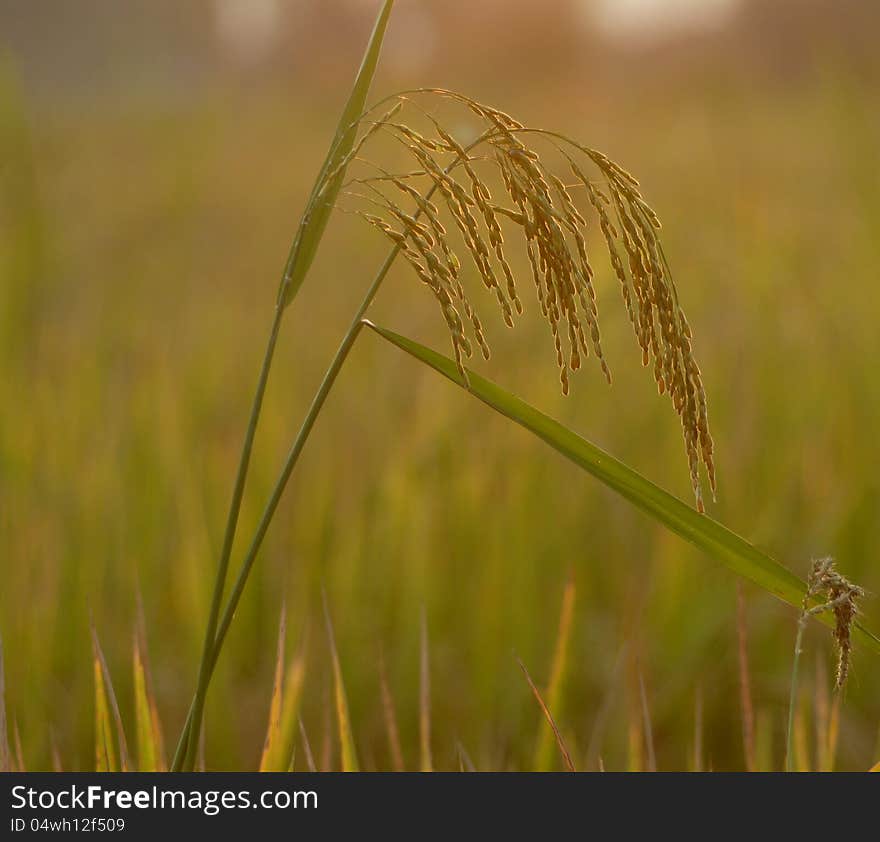 Rice in nature field