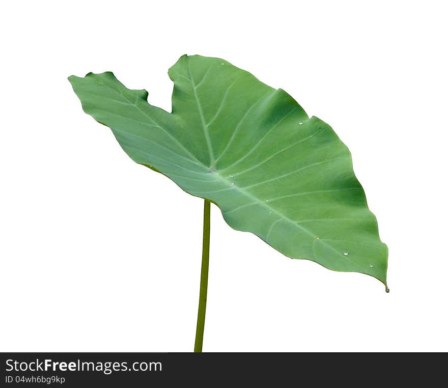 Green caladium leaf isolate on white background