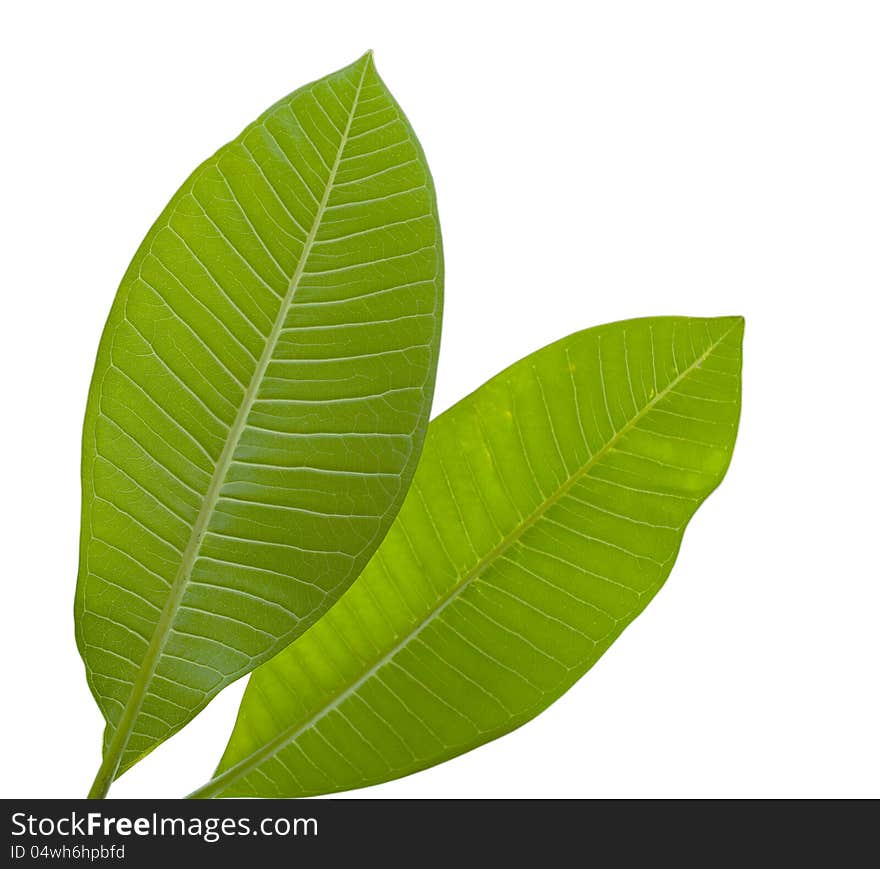 Green leaf on white background.