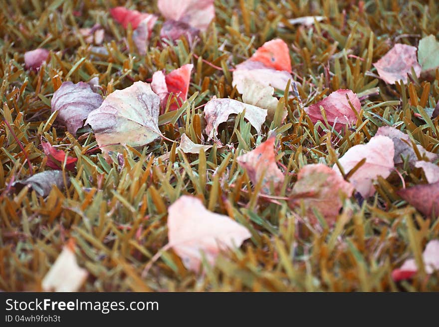 Fallen leaves on grass in autumn