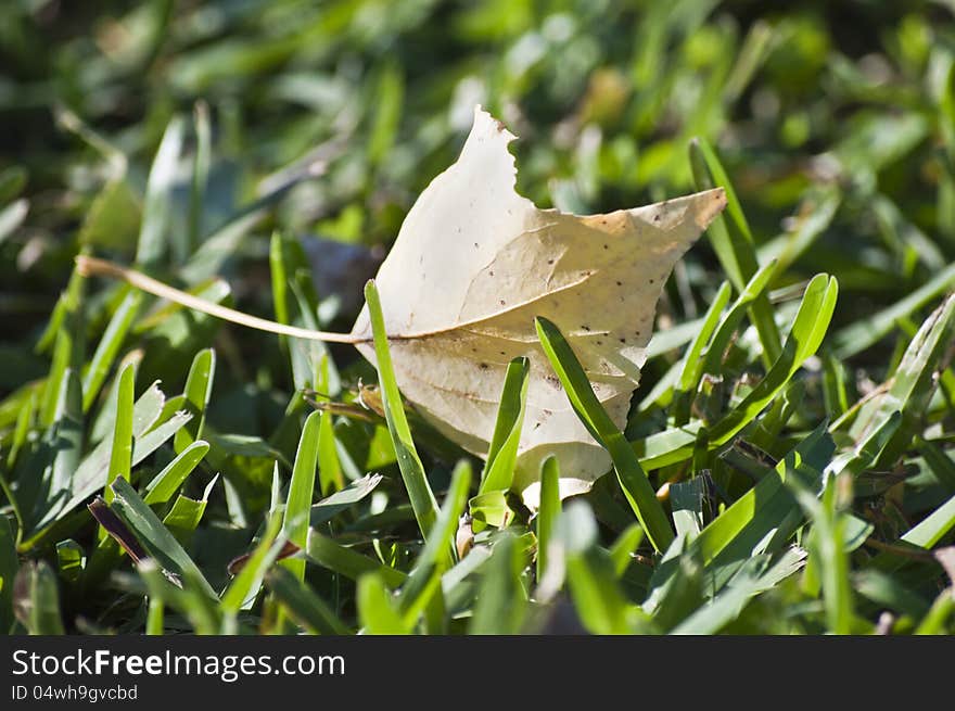 Fallen leaf on grass in autumn