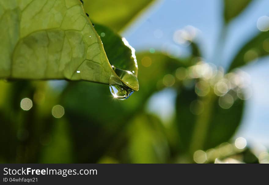 Raindrop on leaf