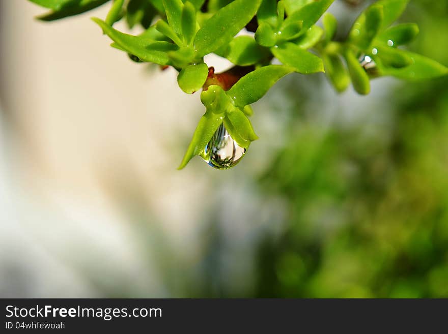 Raindrop On Leaf