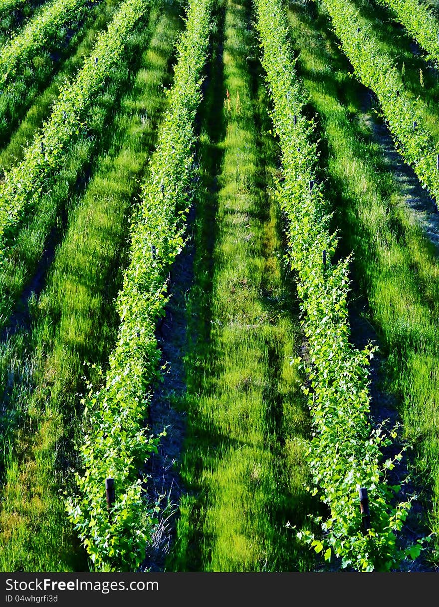 Landscape of winefield with new spring green leafs. Landscape of winefield with new spring green leafs