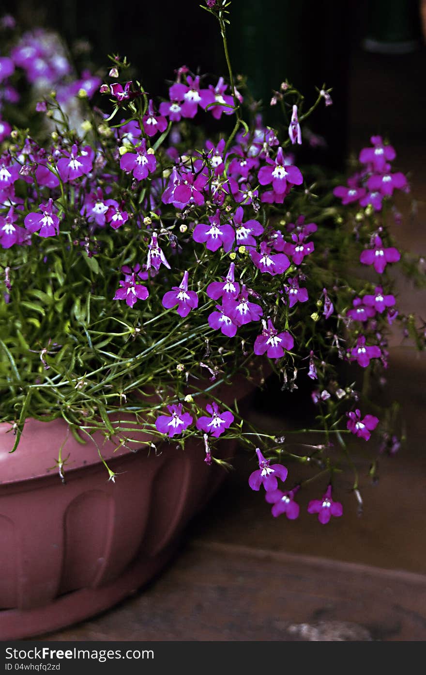 Labelle Purple Flowers