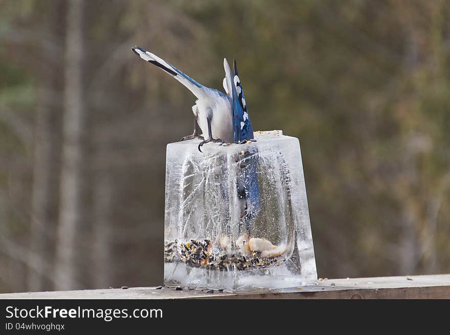 Blue Jay inside Ice Lantern Feeder getting Seeds