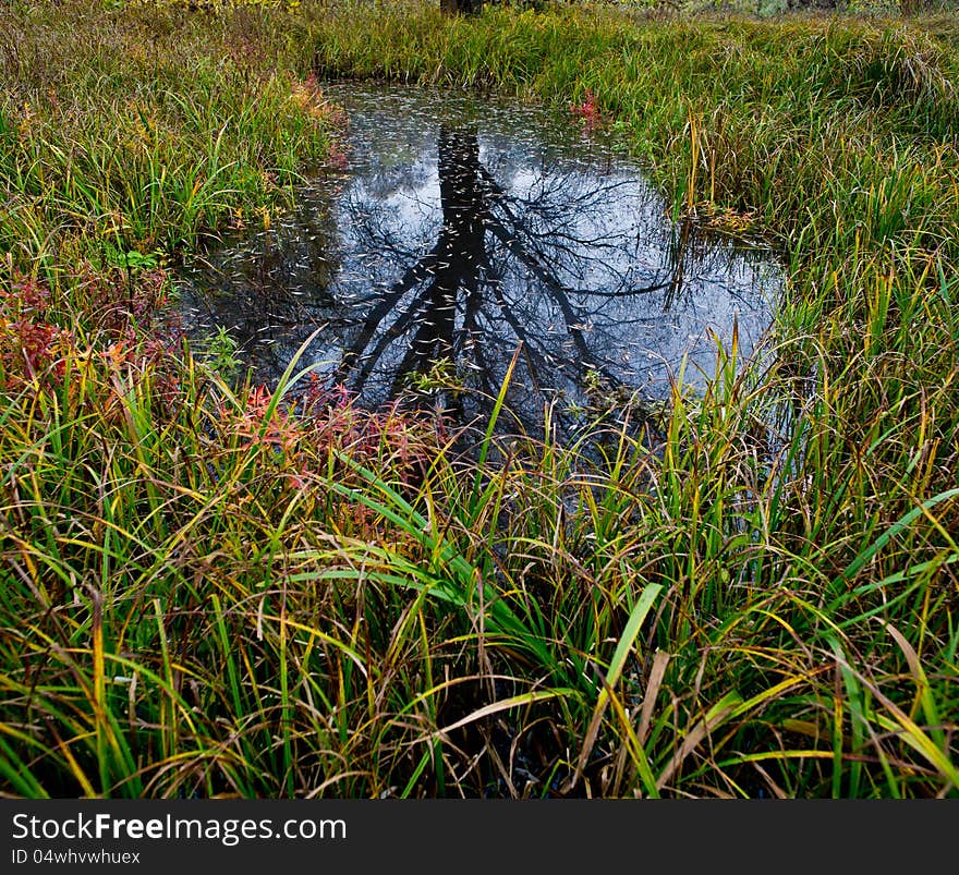 Tree reflection in water, autumn, the marsh district. Tree reflection in water, autumn, the marsh district