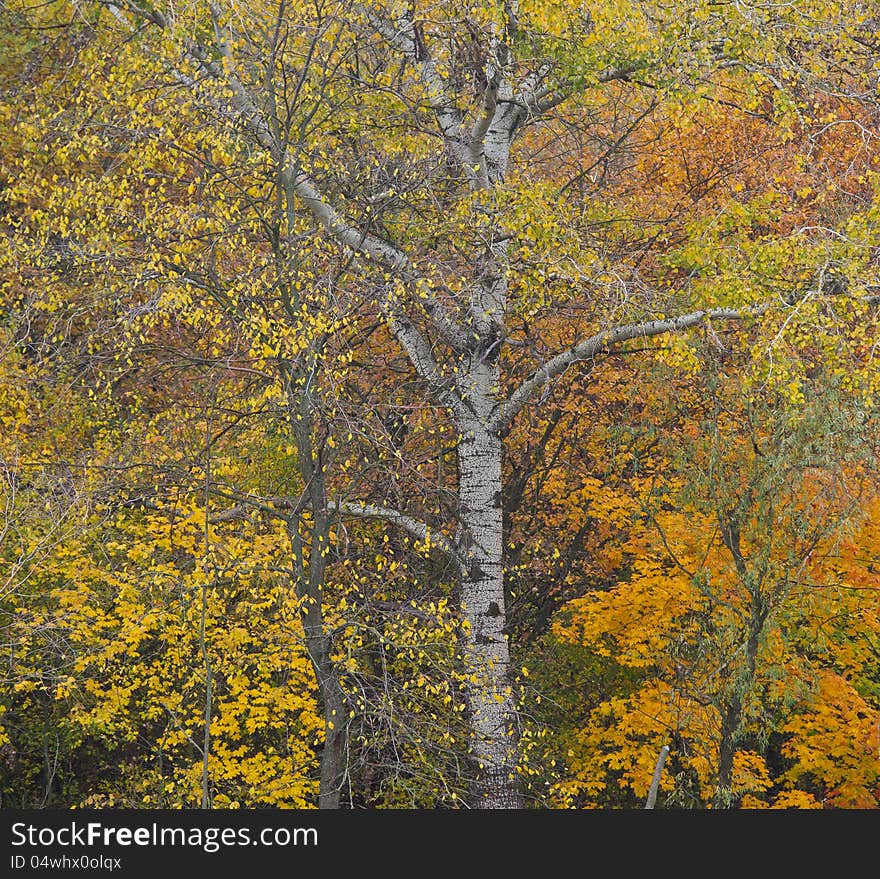 Bright autumn motive, trees in the wood