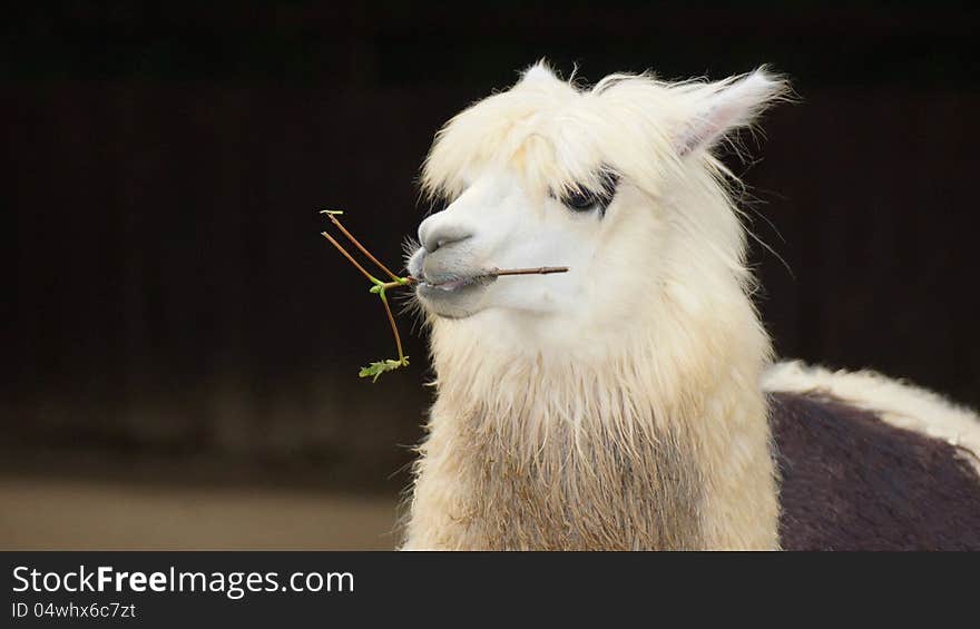 Beautiful graceful llama with white fur and branch in the mouth - dark background. Beautiful graceful llama with white fur and branch in the mouth - dark background