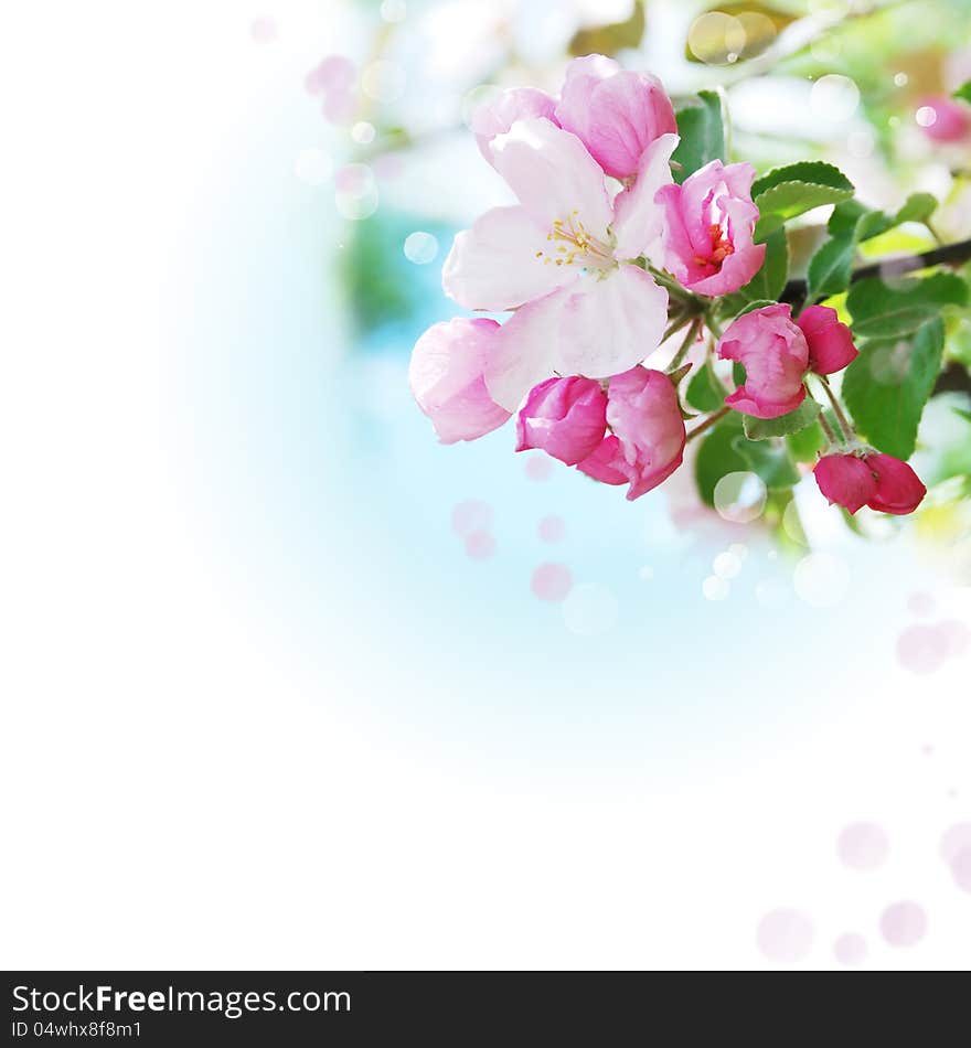 Blooming apple trees